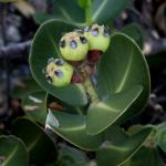 : - Clusia burle-marxii