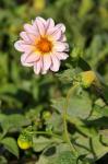 : - Dahlia pinnata
