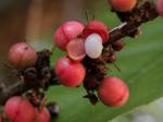 : - Doliocarpus dentatus