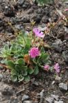 Gewöhnliche Bitterwurz - Lewisia cotyledon