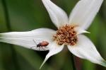 : - Rhynchospora consanguinea