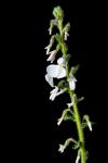 : - Hybanthus lanatus