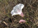 : - Merremia tridentata