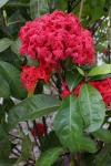 : - Ixora macrothyrsa