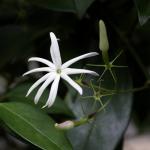 : - Jasminum nitidum