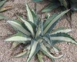 : - Agave americana subsp. americana