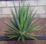 Wüsten-Agave-Agave deserti