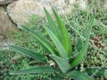 :-Agave garciae-mendozae