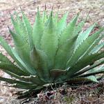 :-Agave inaequidens