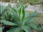 : - Agave maximiliana var. katharinae