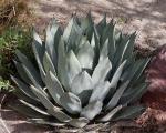 :-Agave palmeri