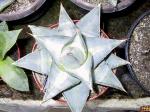 : - Agave pumila