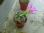: - Gymnocalycium anisitsii subsp. damsii