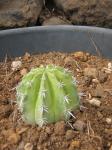 : - Melocactus andinus