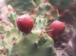 : - Opuntia dillenii
