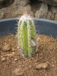 : - Pilosocereus leucocephalus
