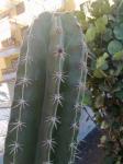 : - Stenocereus griseus