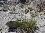 : - Carex congdonii