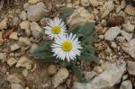 Einjähriges Gänseblümchen - Bellis annua