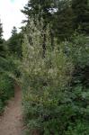 Mahagoni - Cercocarpus montanus