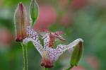 Japanische Krötenlilie - Tricyrtis hirta