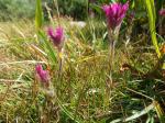 :-Castilleja lemmonii