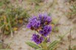 : - Phacelia crenulata