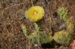 : - Opuntia fragilis