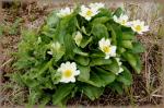 Westamerikanische Dotterblume - Caltha leptosepala