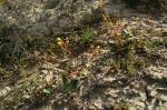 : - Camissonia scapoidea