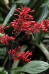 : - Odontonema tubaeforme