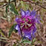 : - Passiflora cincinnata