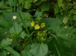 : - Malachra capitata