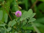 Indigo - Tephrosia purpurea