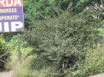 Fukientee - Ehretia microphylla