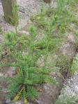 Weg-Distel - Carduus acanthoides