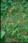 : - Castilleja coccinea