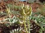 : - Astragalus oreganus