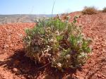: - Cryptantha cana
