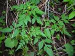 : - Bidens cynapiifolia