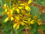 : - Bidens micrantha subsp. micrantha