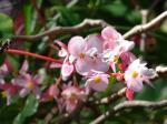 : - Begonia obliqua