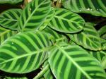 Zebra-Pfeilwurz - Calathea zebrina