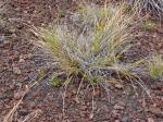 : - Carex macloviana subsp. subfusca