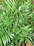 Mexikanische Bergpalme - Chamaedorea elegans