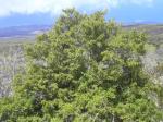 : - Coprosma foliosa