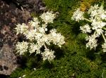 : - Anisotome procumbens