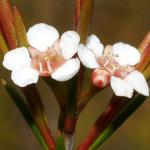 : - Baeckea leptocaulis