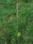 Behaarte Segge - Carex hirta