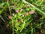 Kleines Tausendgüldenkraut - Centaurium pulchellum